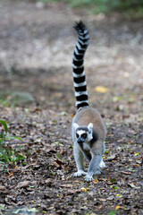 a ringtailed lemur with its tail up © Jurgens