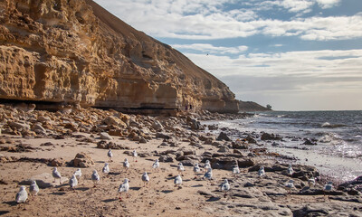 Seagulls on rocky beach below sandstone cliffs at coastline of South Australia with waves and cloudy sky