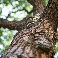 Close-up view of a tree trunk, textured bark, sunlight filtering through leaves