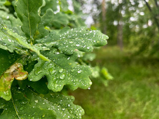 Oak, leaves branch foliage summer days Pushcha Vodytsya Ukraine, background