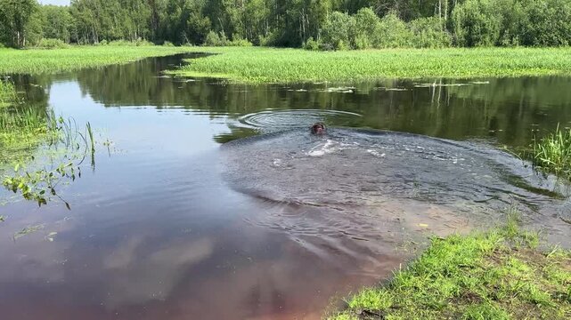 A Labrador dog jumps into a pond for a stick and swims. water treatments, an active lifestyle for pets.