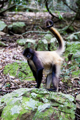 a spider monkey on the move