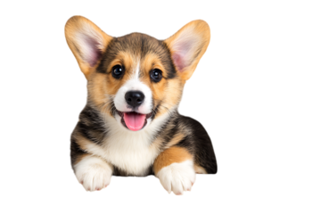 Adorable corgi puppy peeking!