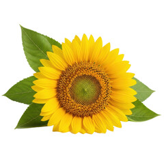 Obraz premium A perfect golden-yellow sunflower with dark brown seed patterns & crisp green leaves, isolated on a pristine transparent studio background with soft, diffused lighting, ultra realistic close-up,
