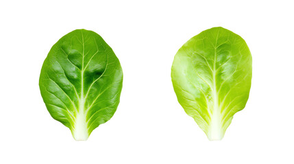 Obraz premium Two fresh green lettuce leaves on white isolated background.