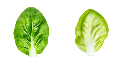 Two fresh romaine lettuce leaves with vibrant green colors on a white isolated background.