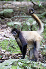 a spider monkey on the move