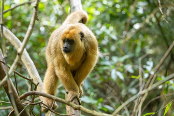 a large female howler monkey 