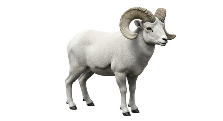 Isolated Dall Sheep
