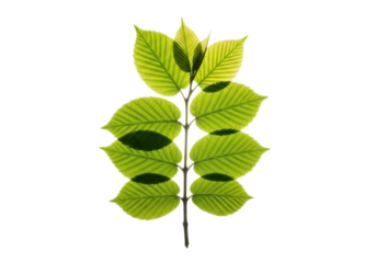 A single, perfectly formed branch with vibrant emerald green leaves showing vein details, light brown new growth, intensely backlit with luminous halo against a transparent background, macro lens,