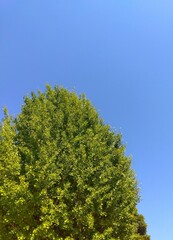 真夏の猛暑日の銀杏と青空