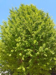 真夏の猛暑日の銀杏と青空