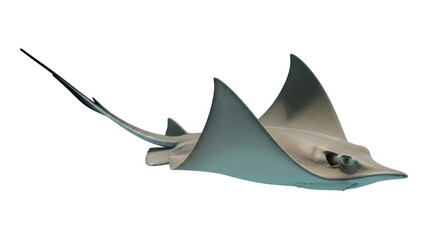Isolated Stingray Swimming