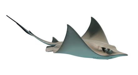 Isolated Stingray Swimming