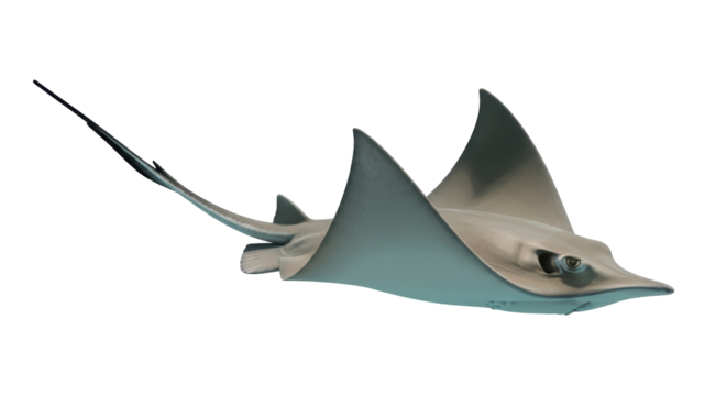 Isolated Stingray Swimming - Powered by Adobe