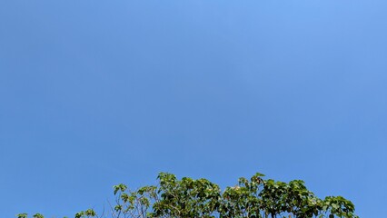 A wide-angle, bright blue sky dominates the frame, with a lush band of green treetops across the bottom, evoking a clear, refreshing outdoor scene.