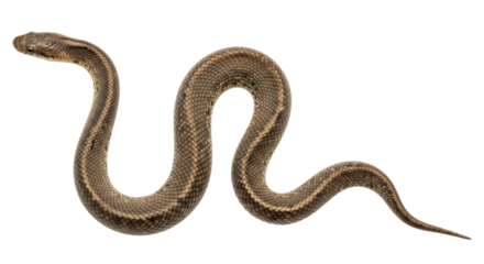 Isolated Garter Snake on White Background