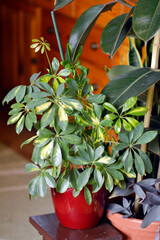 schefflera dwarf umbrella plant in the pot