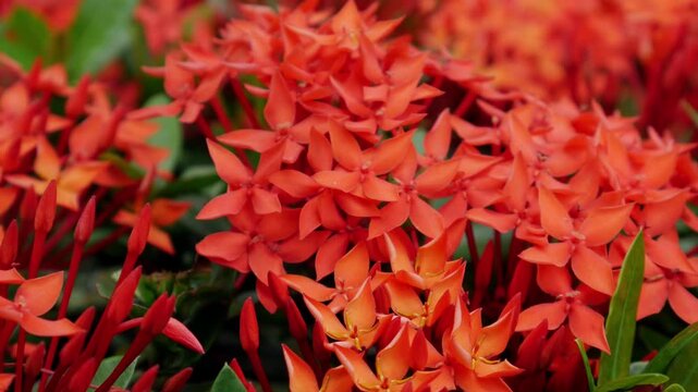 Red West Indian Jasmine or Ixora flower nature view decoration background texture.