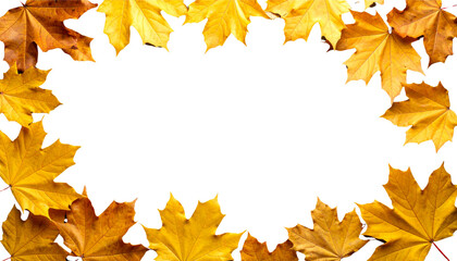 Fototapeta premium Colorful maple leaves on a white background