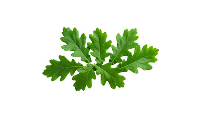 Fresh oak leaves and green acorns on a white background