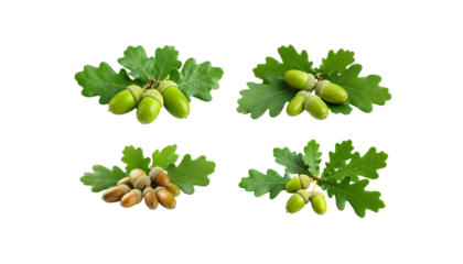 Fresh oak leaves and green acorns on a white background