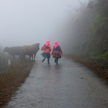 Flower hmong girls back from the fields, Sapa, Vietnam