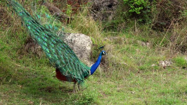 Graceful peacock displaying vibrant plumage in a scenic natural habitat. Indian peafowl (Pavo cristatus) flaunting its stunning tail feathers amidst a lush and natural background.