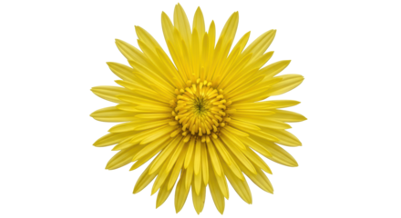 Isolated Yellow Daisy Flower