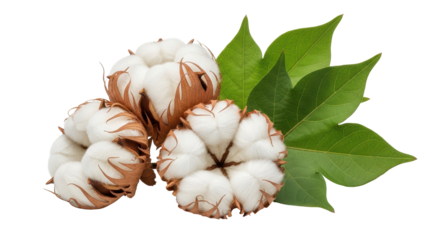 Isolated Cotton Plant with Bolls and Leaves