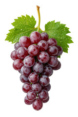 Fototapeta premium Red grape bunch with water drops, fresh fruit, healthy food, vine, vineyard, organic produce, nature.