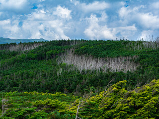 北八ヶ岳の縞枯れ現象
