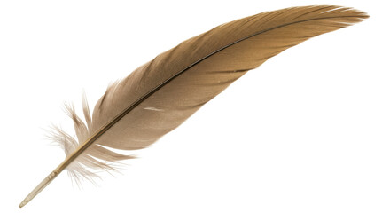 Isolated Feather