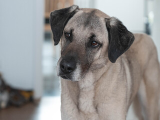 Portrait of a Beautiful Kangal Mix in High Quality. High quality photo