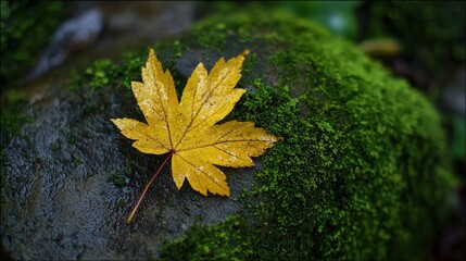 Yellow Maple Leaf on Green Mossy Stone During a Rainstorm. High quality