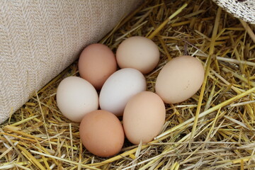 Farm eggs are beautifully arranged for a photo in our garden on straw.