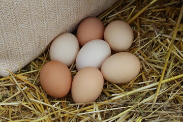 Farm eggs are beautifully arranged for a photo in our garden on straw.