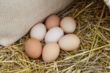 Farm eggs are beautifully arranged for a photo in our garden on straw.