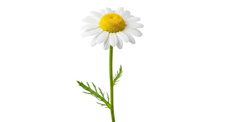 Fototapeta premium A transparent chamomile flower with delicate petals and bright yellow center, vibrant green stem and feathery leaves, isolated on a transparent studio background, sharp focus, concept of botanical