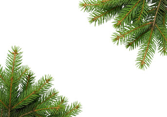 Fresh vibrant green pine branches with individual needles, close-up, top-down on a clean plain white background with ample copy space, no shadows, winter festive greetings concept