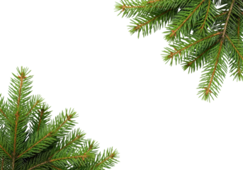 Fresh vibrant green pine branches with individual needles, close-up, top-down on a clean plain white background with ample copy space, no shadows, winter festive greetings concept