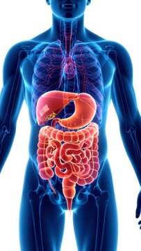 x-default Human Digestive System Anatomy