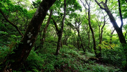 Naklejka premium Lush forest canopy