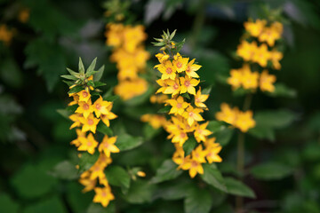 Lysimachia Vulgaris yellow flower blooming in green grass, wild flora in vibrant meadow. Wildflower Lysimachia Vulgaris growing among green blades of grass. Close-up, Selective focus
