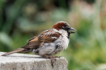 Male house sparrow in breeding plumage in British Columbia, Canada.