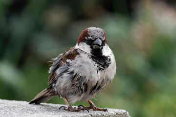 Male house sparrow in breeding plumage in British Columbia, Canada.