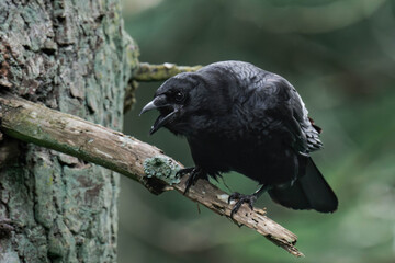 American crow (Corvus brachyrhynchos) sitting on a tree branch.