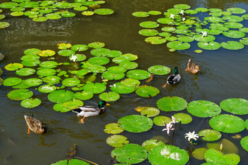 Top view of several ducks swimming gracefully in a pond filled with vibrant green lotus leaves and blooming water lilies.