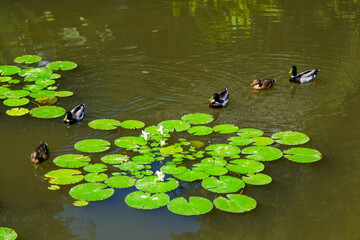 Top view of several ducks swimming gracefully in a pond filled with vibrant green lotus leaves and blooming water lilies.