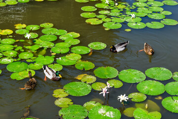 Top view of several ducks swimming gracefully in a pond filled with vibrant green lotus leaves and blooming water lilies.
